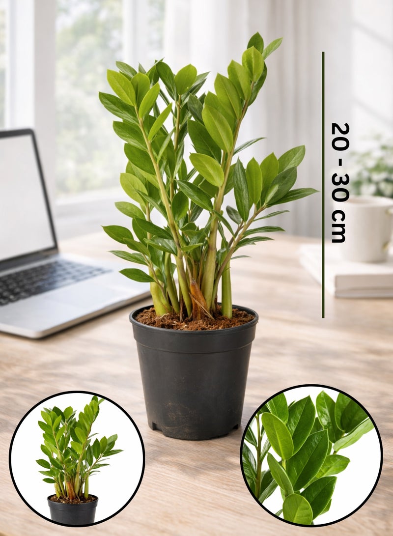 بلانت نبات زاميوكولكاس زاميفوليا الأخضر الداخلي (ارتفاع 20-30 سم) | نبات ZZ حي | نبات مثالي لتزيين المنزل والمكتب، يتحمل الإضاءة المنخفضة ولا يحتاج إلى عناية كبيرة. - Image 1